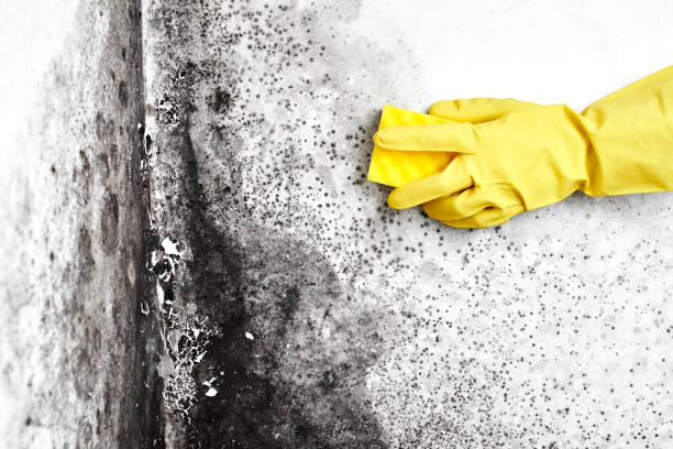 Why You Should Choose Our Mold Remediation Services in Woodward, IA